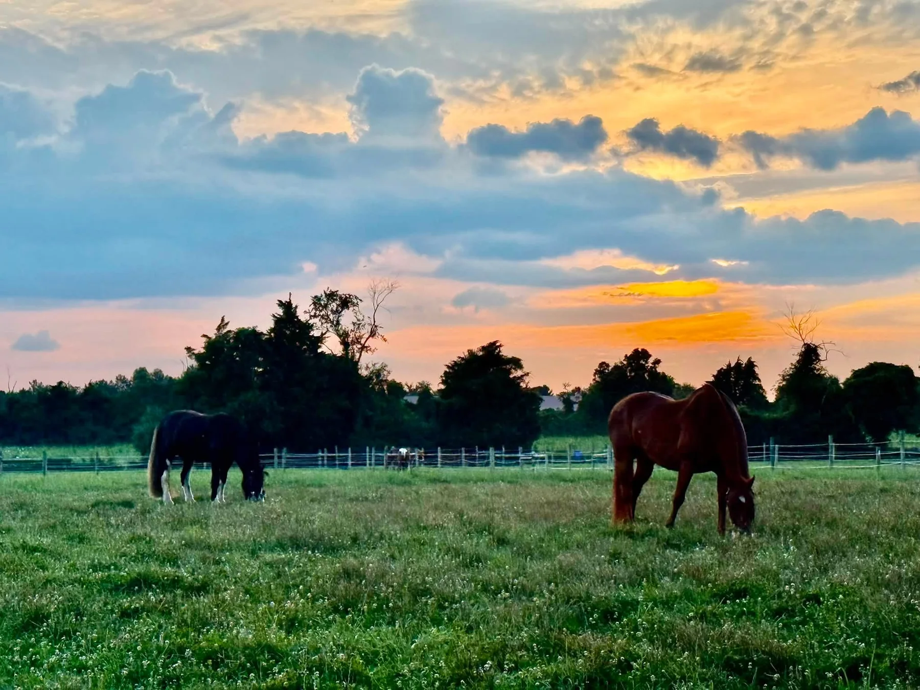 Horses during evening turnout