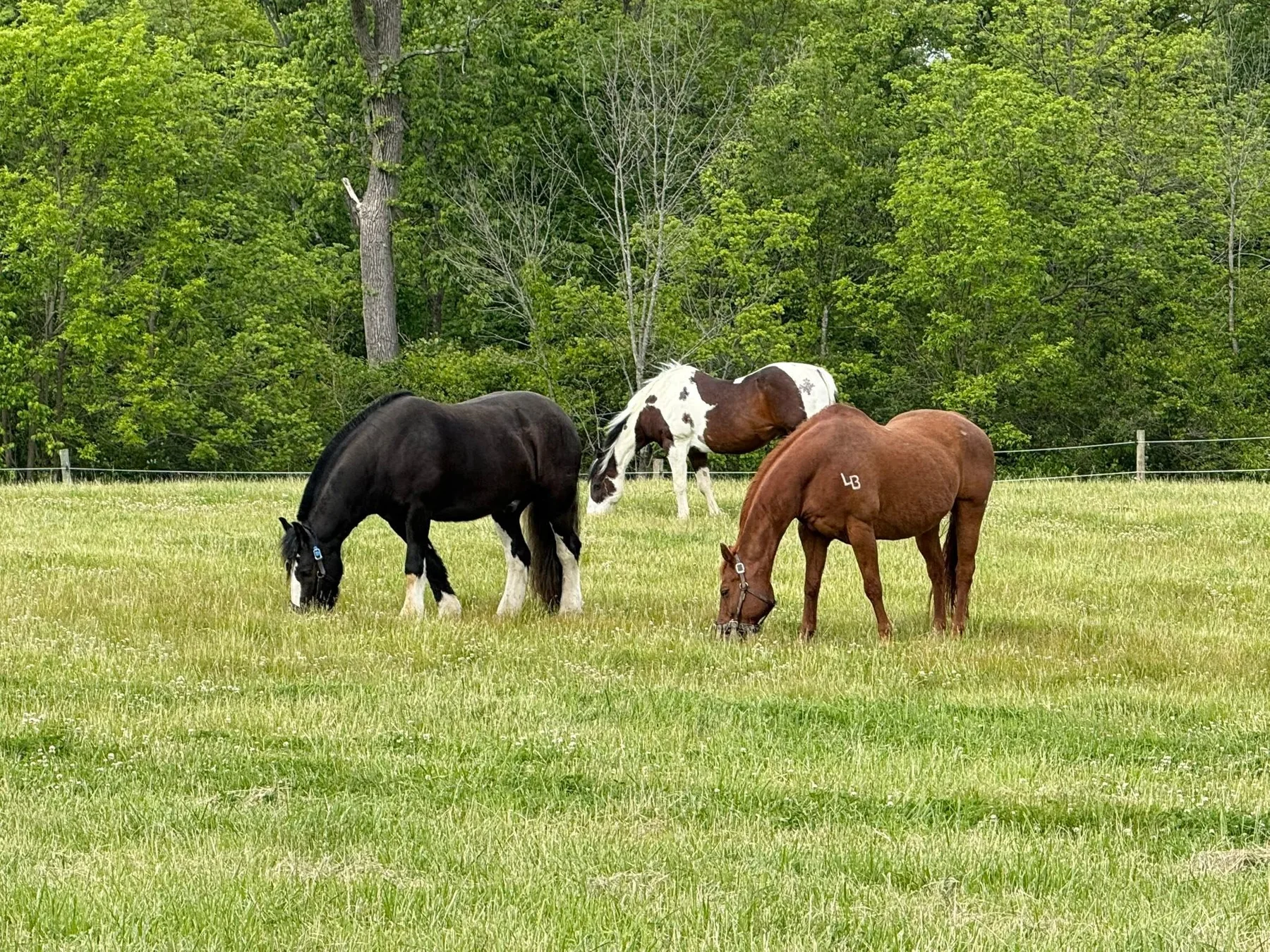 Wide green grass pastures at Legacy Ranch