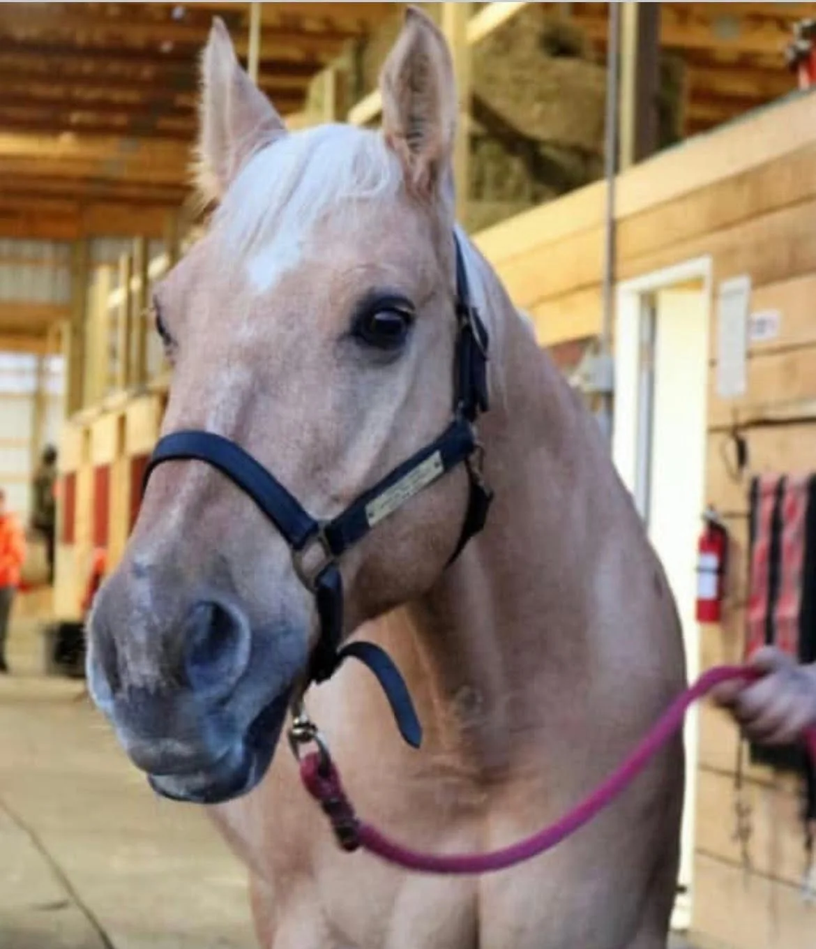A horse standing in the bright barn aisleway at Legacy Ranch