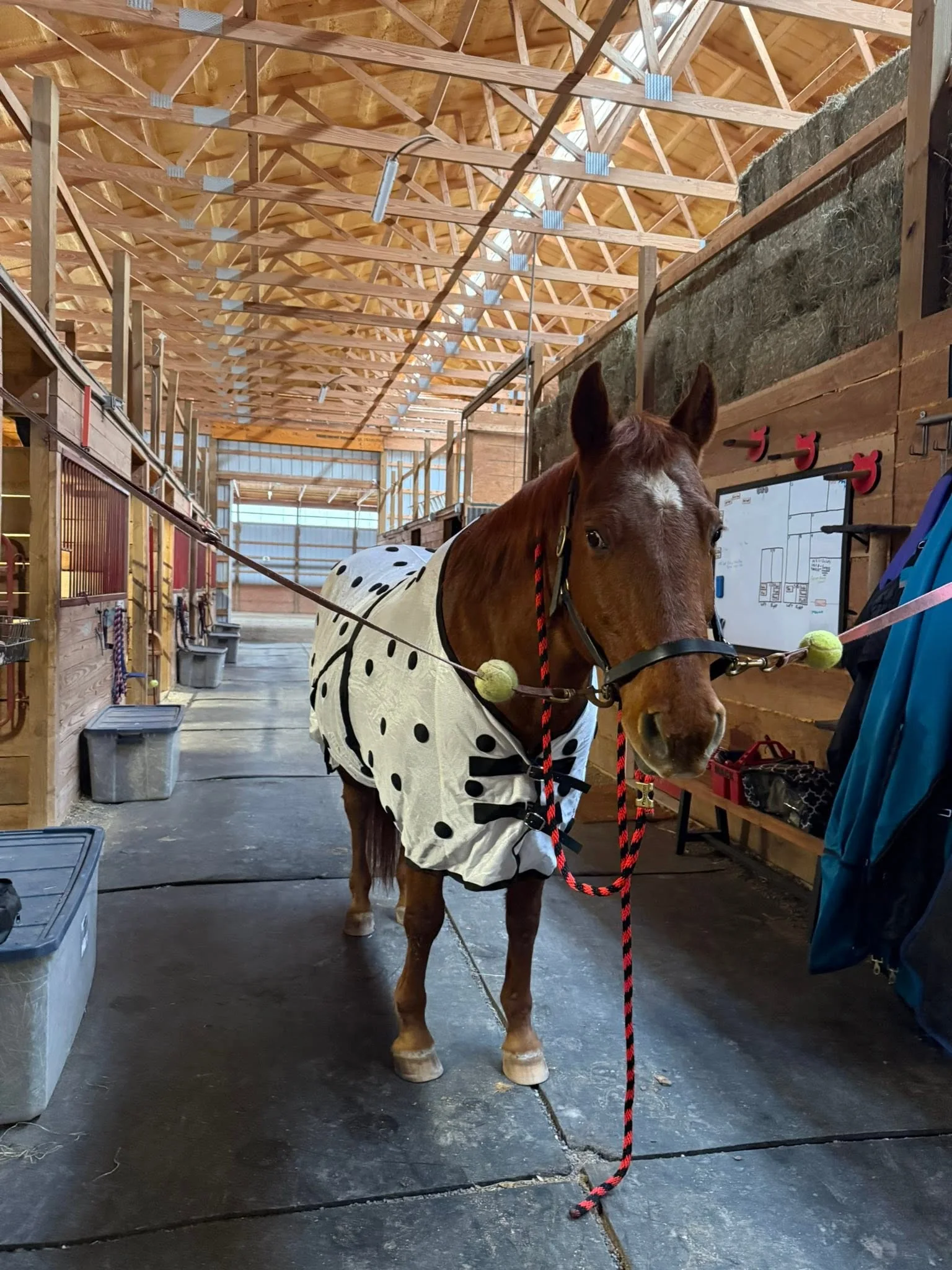 A horse standing safely in the barn cross ties