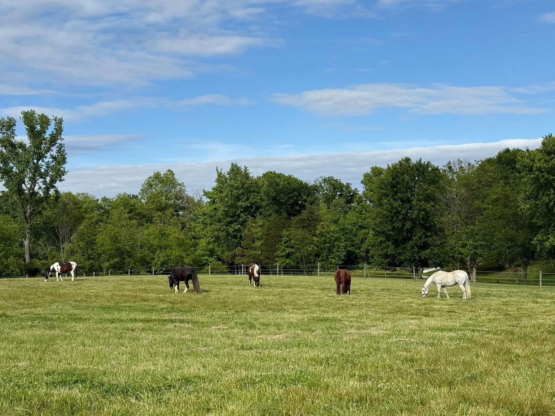Horses together in a green Legacy Ranch pasture